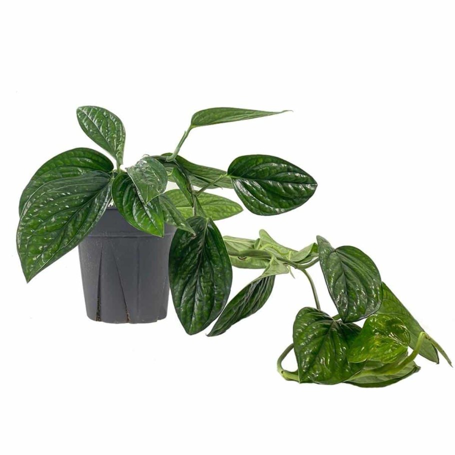 Филодендрон монстера Карстенианум