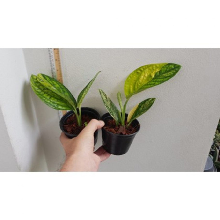 Эпипремнум(монстера) Карстенианум