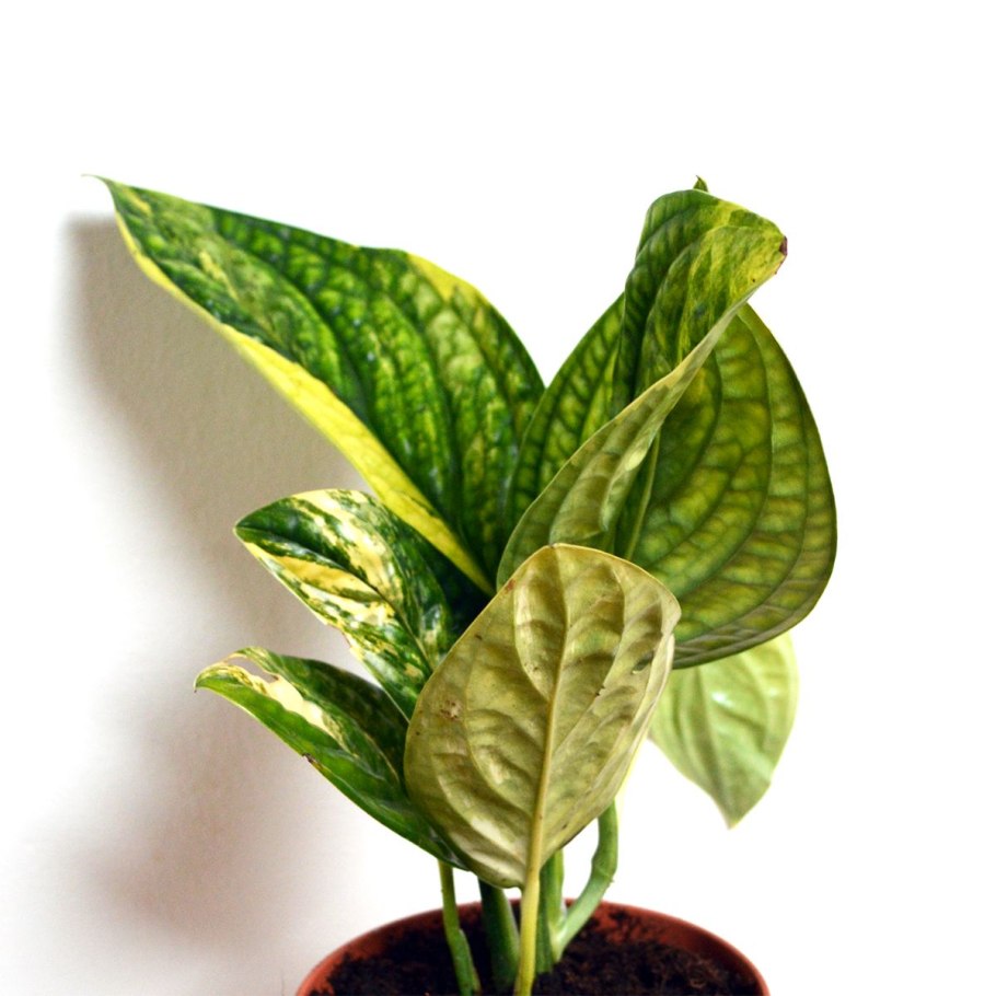 Монстера Карстенианум Monstera karstenianum