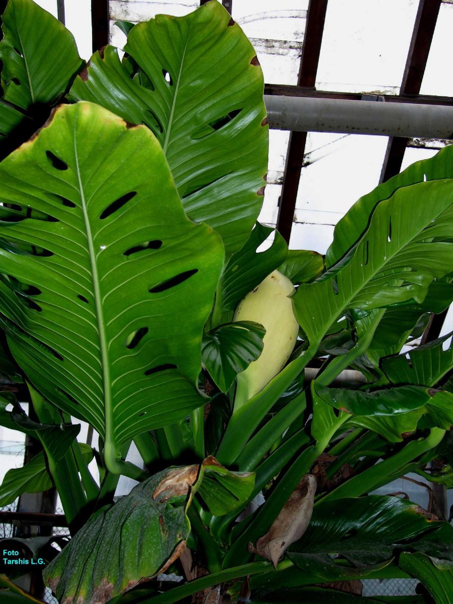 Монстера Карвинского