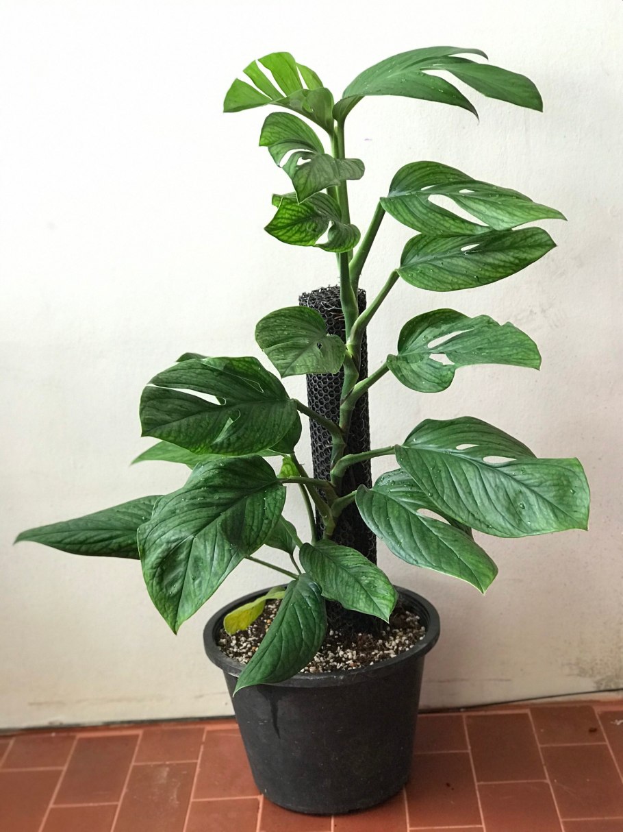 Монстера пинатипартида