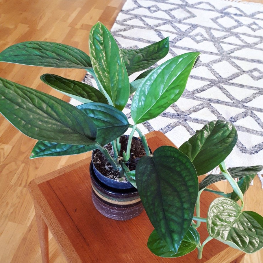 Монстера Карстенианум Monstera karstenianum