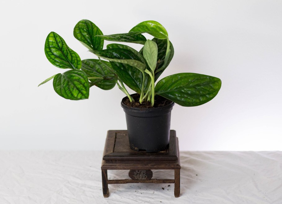 Филодендрон монстера Карстенианум