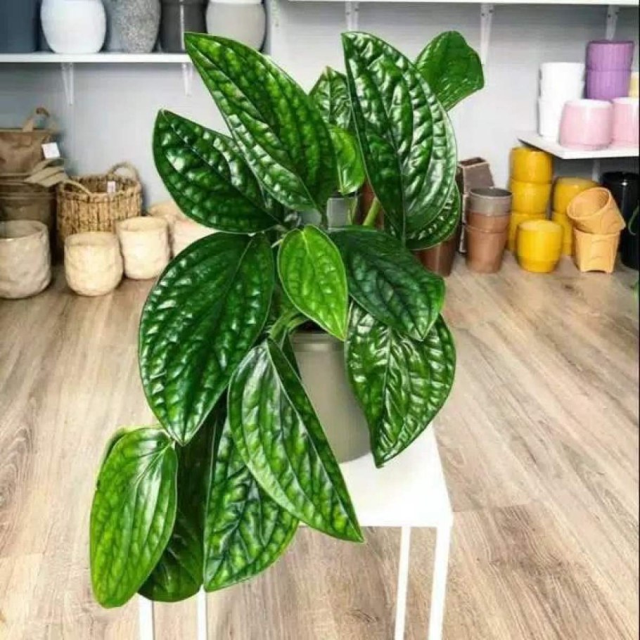 Монстера Карстенианум Вариегата купить