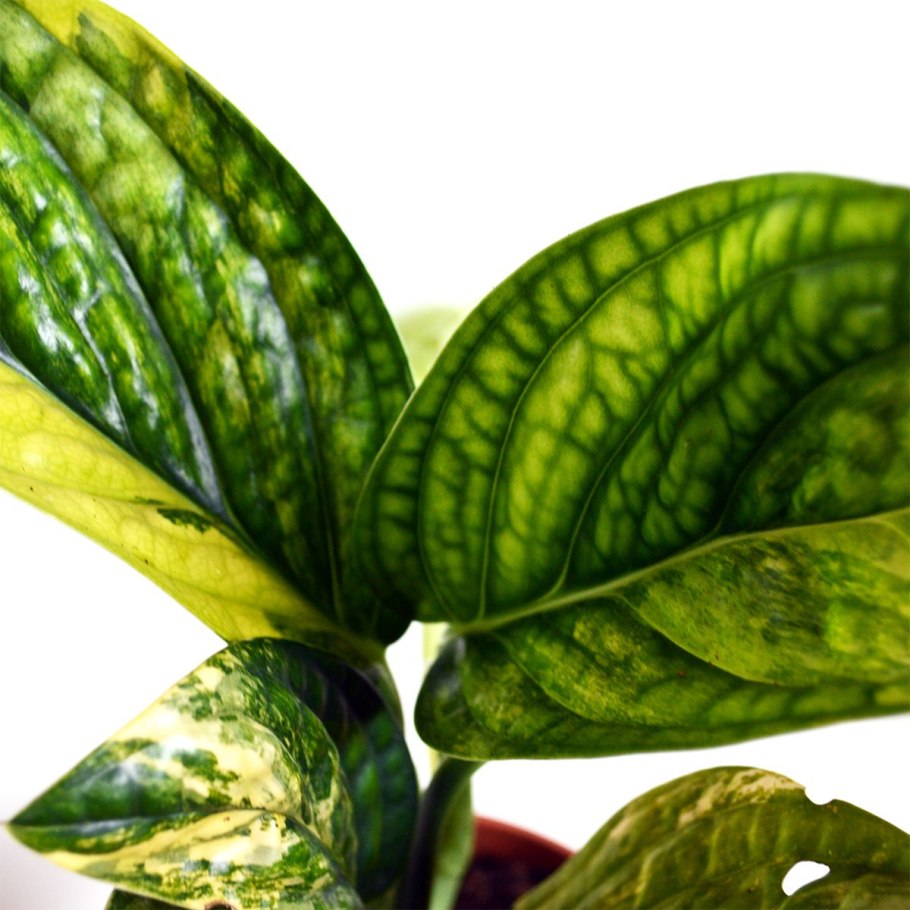 Монстера Борситжиана