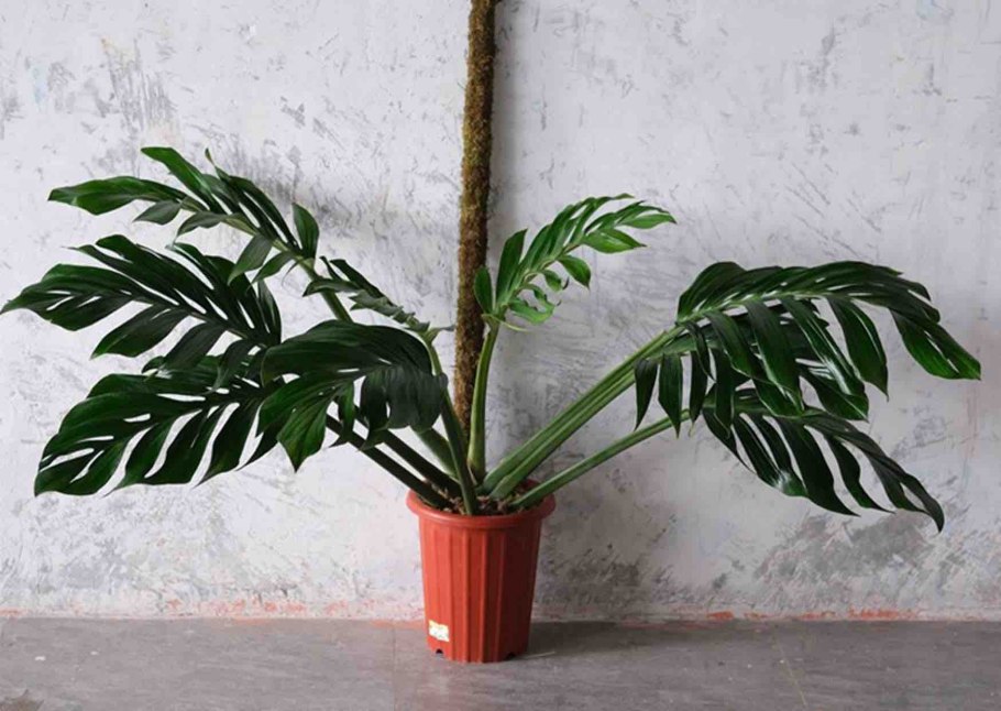 , Монстера пиннапартитта