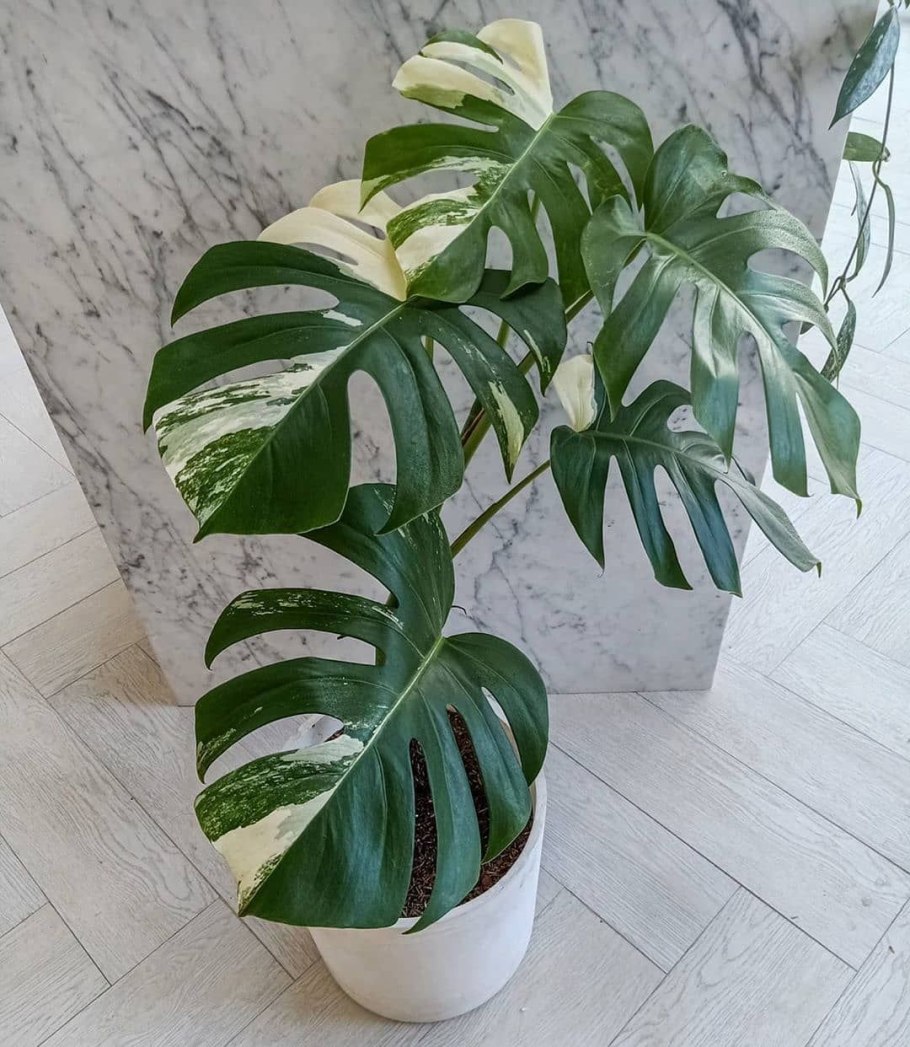 Монстера пиннатипартита