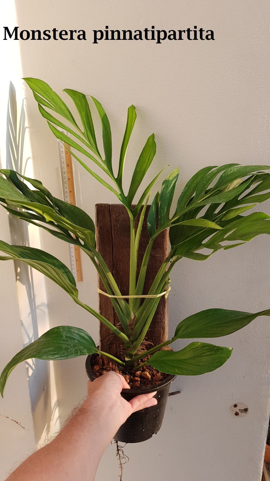Монстера пиннатипартита