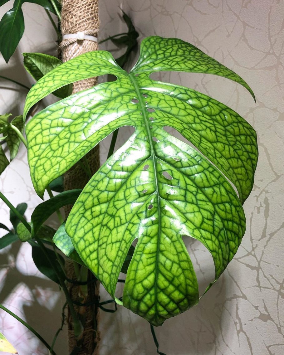 Монстера Спайдермен Сильвер