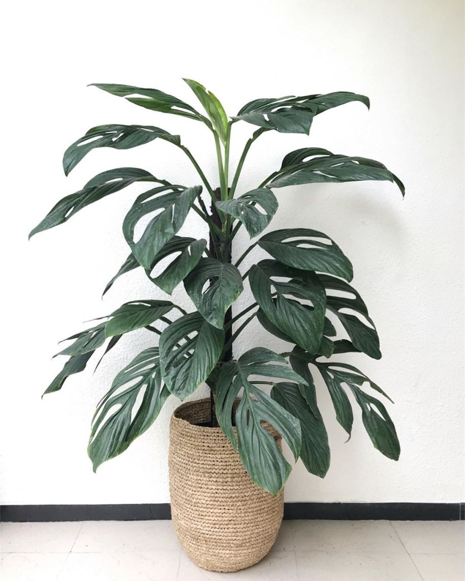 , Монстера пиннапартитта