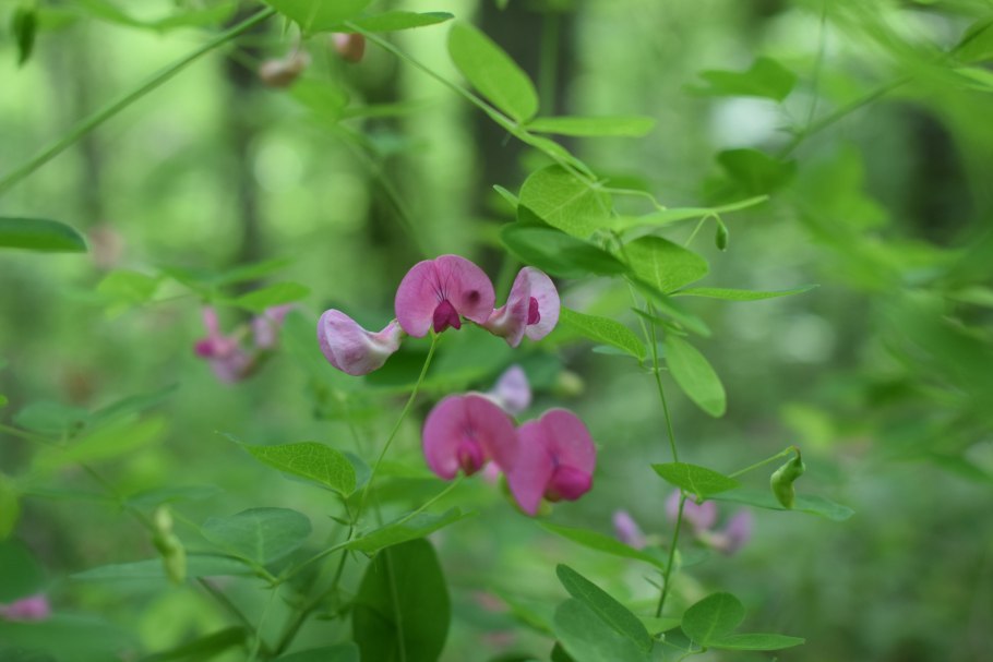 Луговой душистый горошек