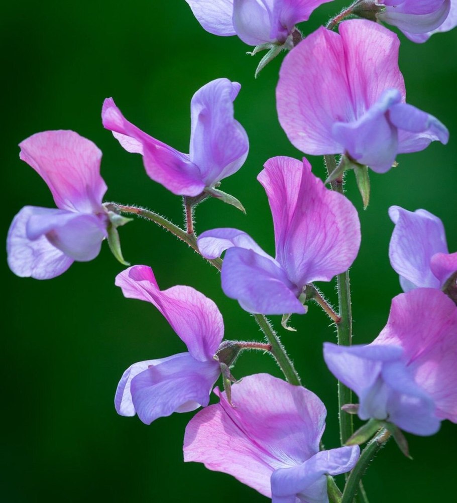 Вика посевная гербарий