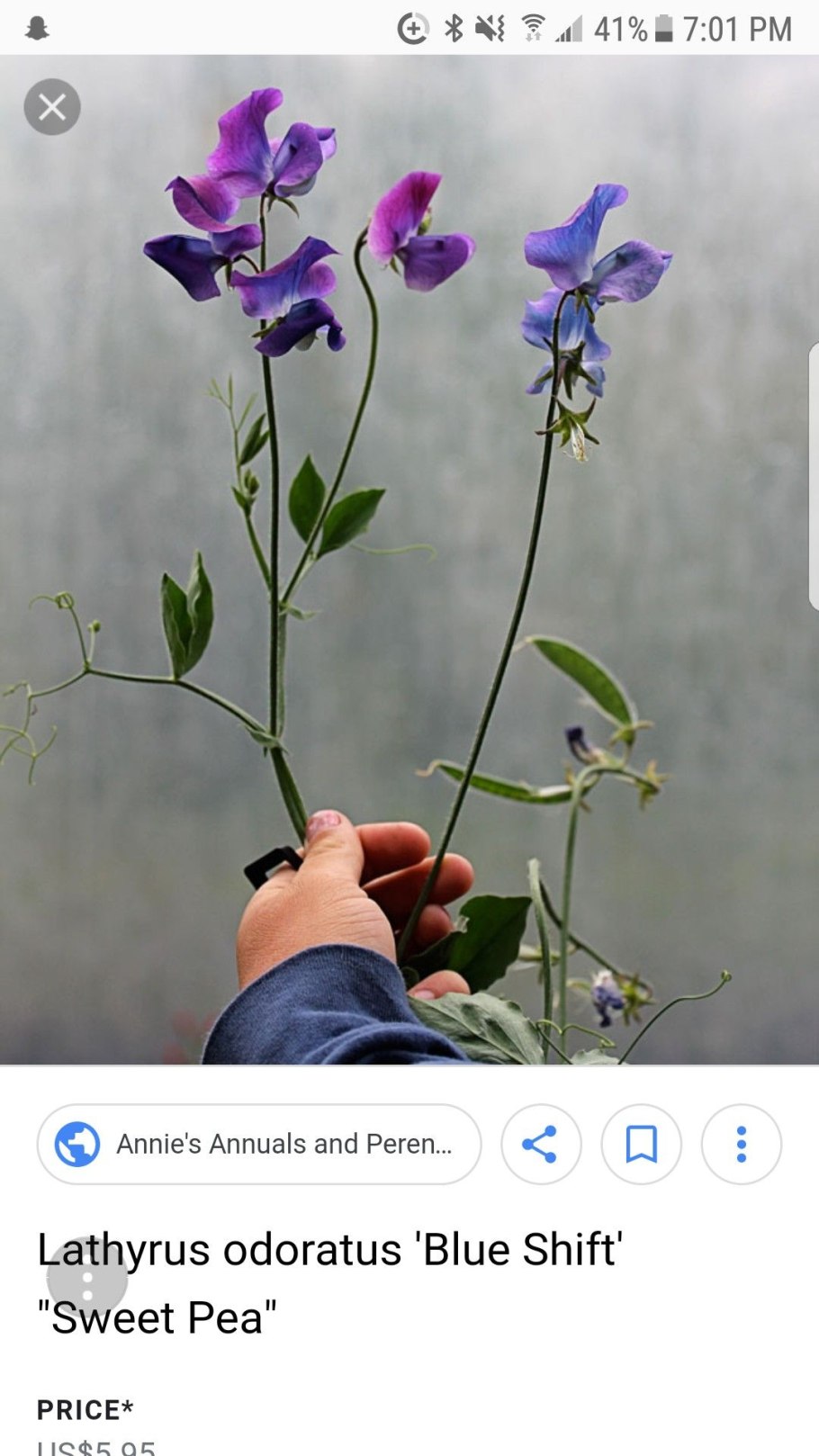 Луговой душистый горошек