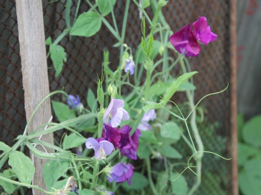 Душистый горошек