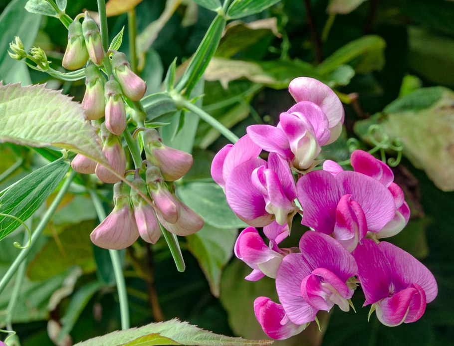 Сладкий горошек цветок