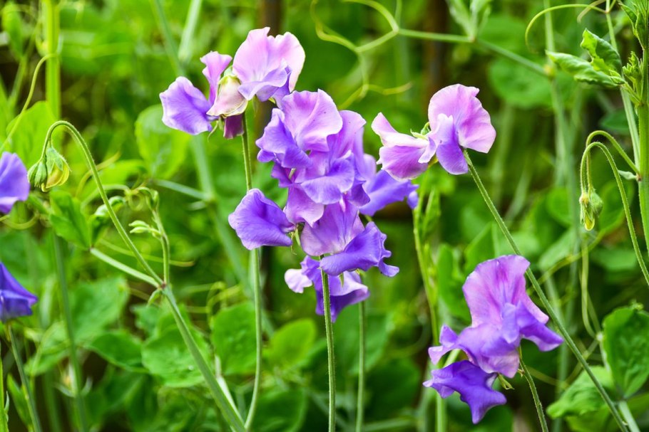 Полезная трава для кроликов