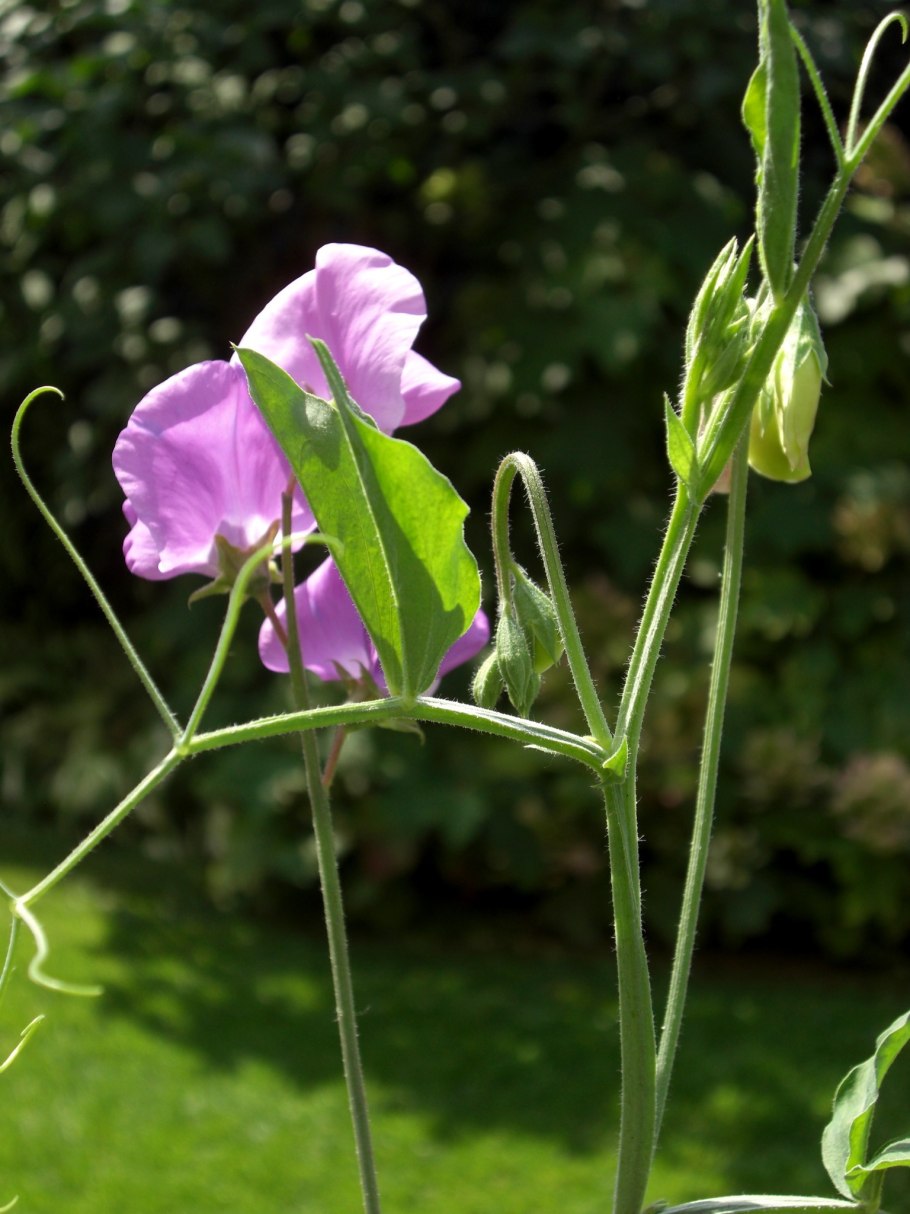 Красные цветы гороха