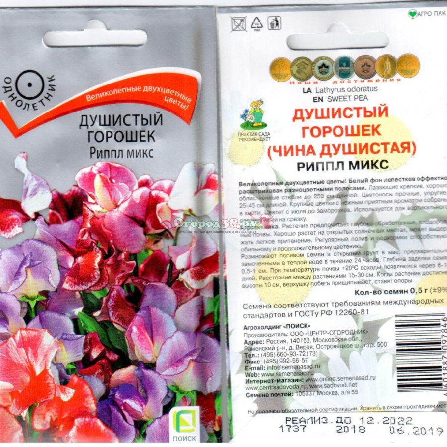 Душистый горошек латирус латифолиус