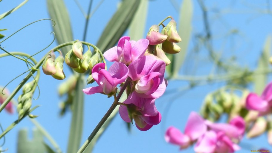 Бобовые Мотыльковые Вика