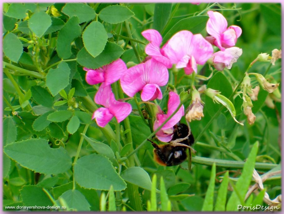 Чина широколистная (Lathyrus latifolius) о