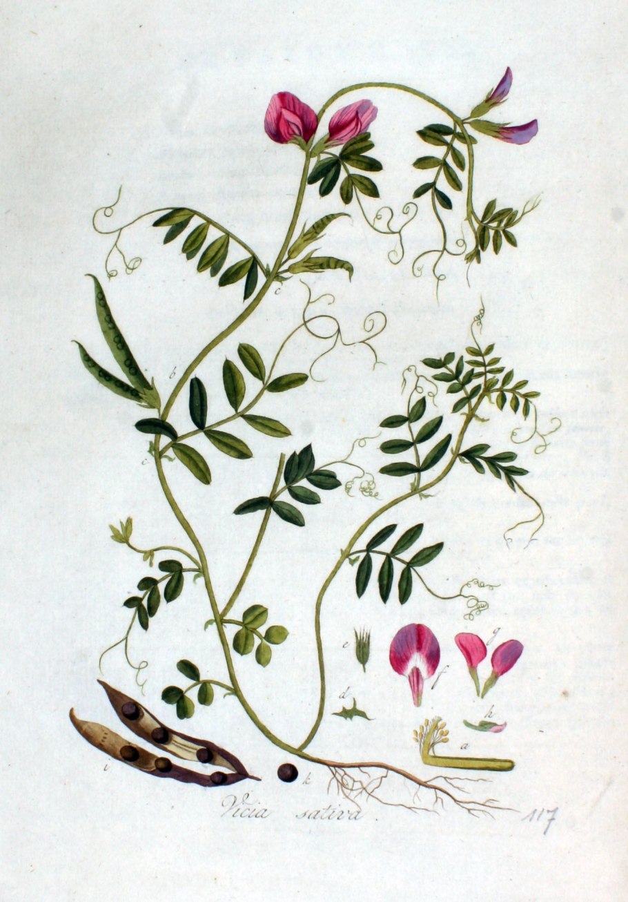 Душистый горошек Матукана