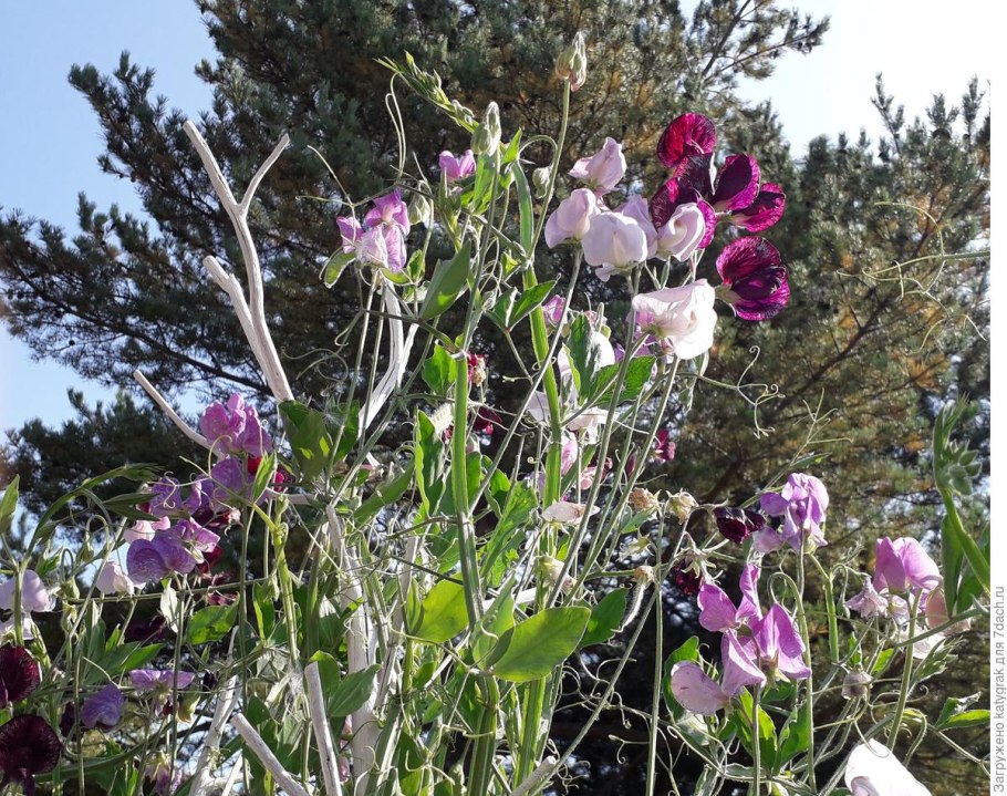 Горошек душистый Эвелин