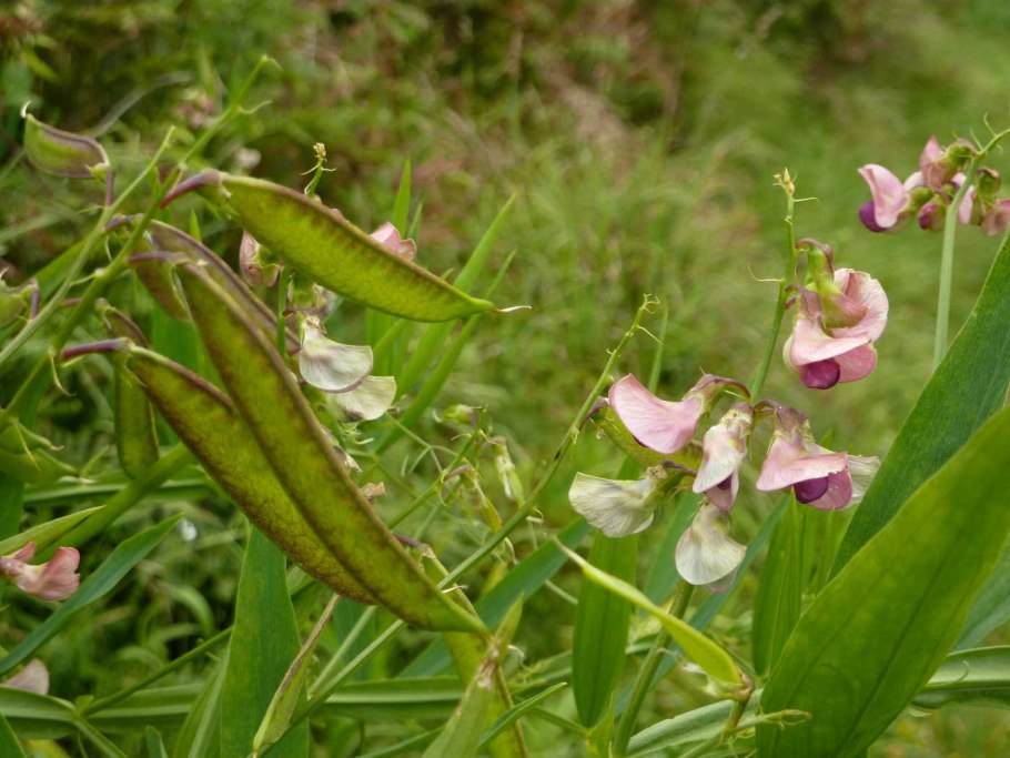 Дикий горошек растение