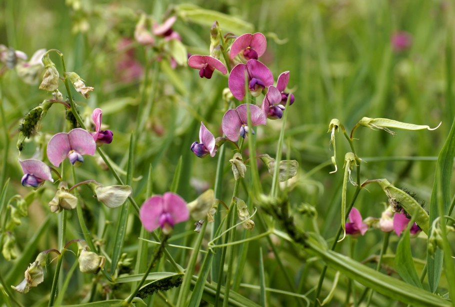 Душистый горошек (Lathyrus odoratus)