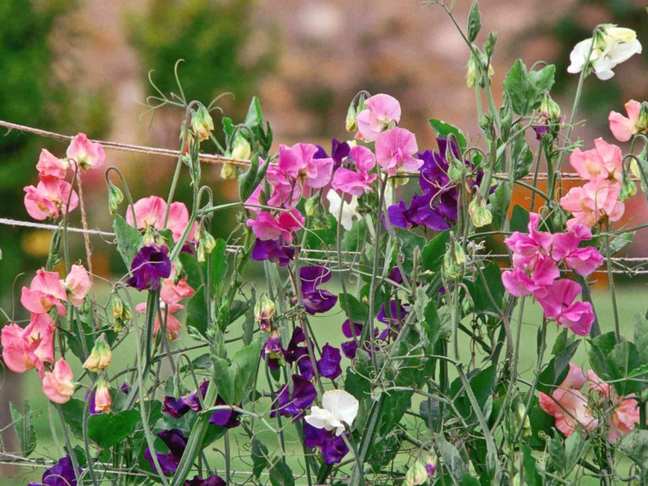 Мышиный горошек розовый