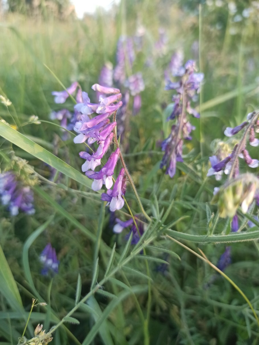 Душистый горошек однолетний