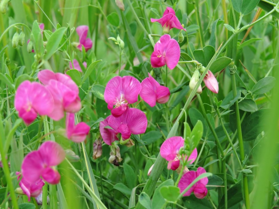 Душистый горошек Лемингтон