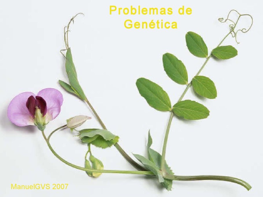 Душистый горошек Turquoise Lagoon