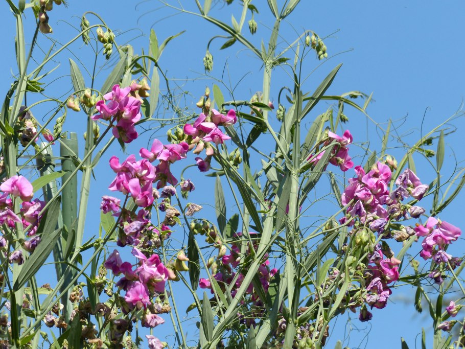 Чина душистая Lathyrus odoratus