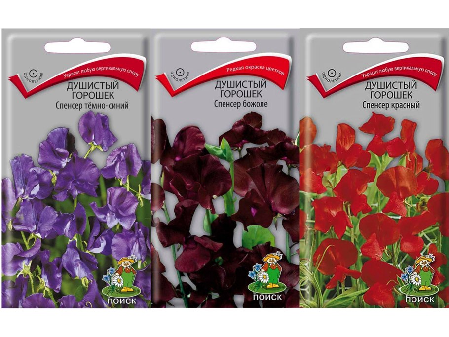 Вьюнок душистый горошек