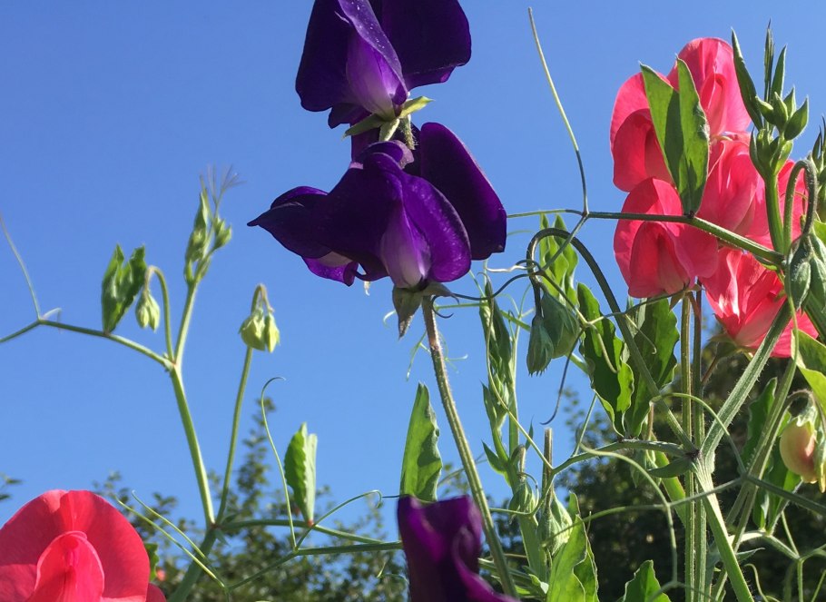 Горошек (чина посевная)