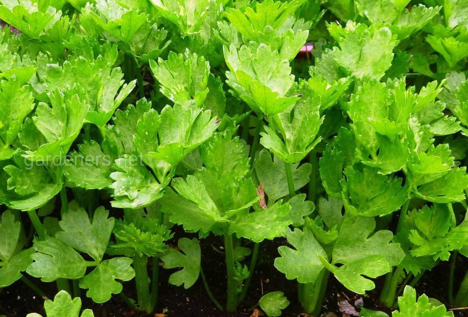 Листовой сельдерей пикант