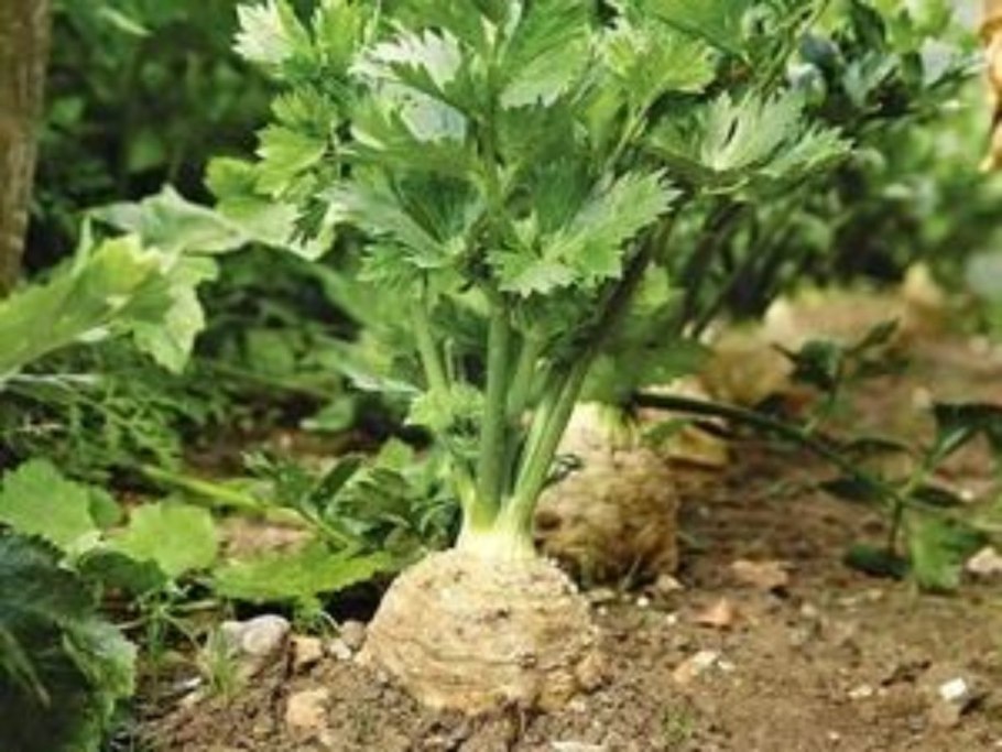 Сельдерей корневой Диамант