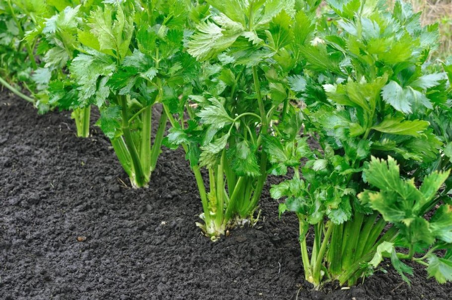 Сельдерей черешковый и листовой