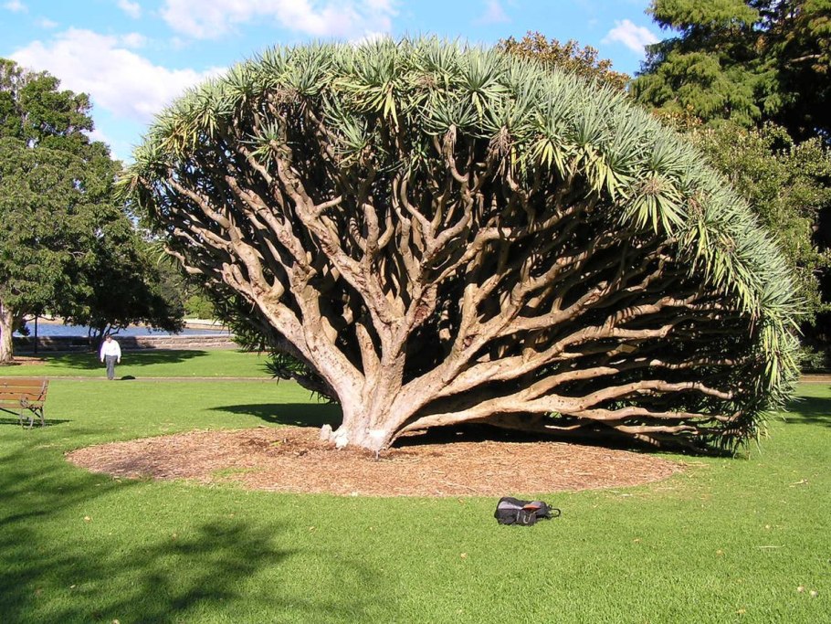 Растения Сиднея