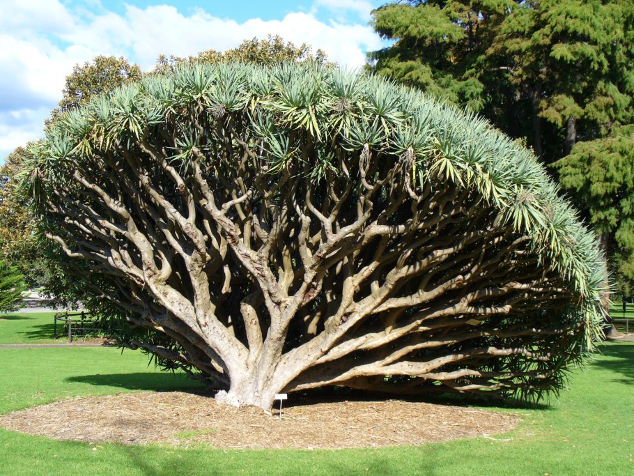 Представители Флоры Австралии