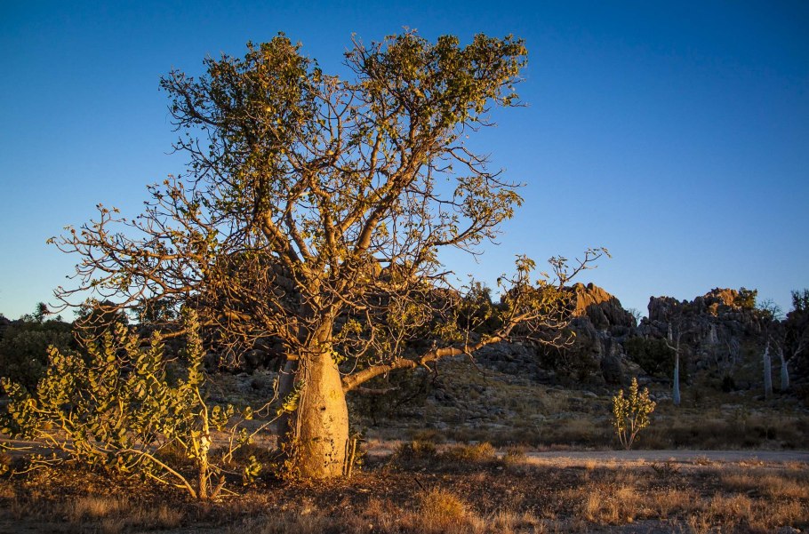 Джарра растение в Австралии
