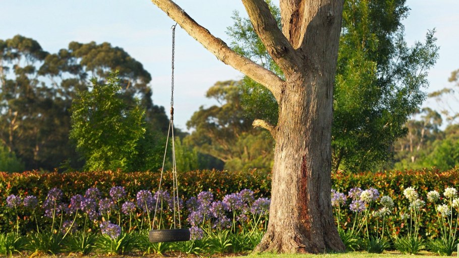 Эвкалипт в саванне