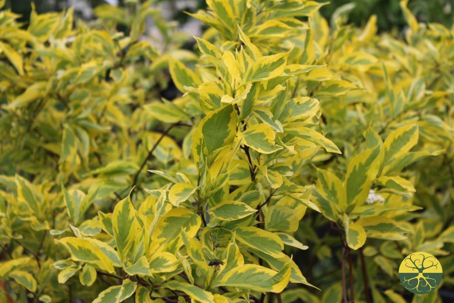 Дерен Шпета