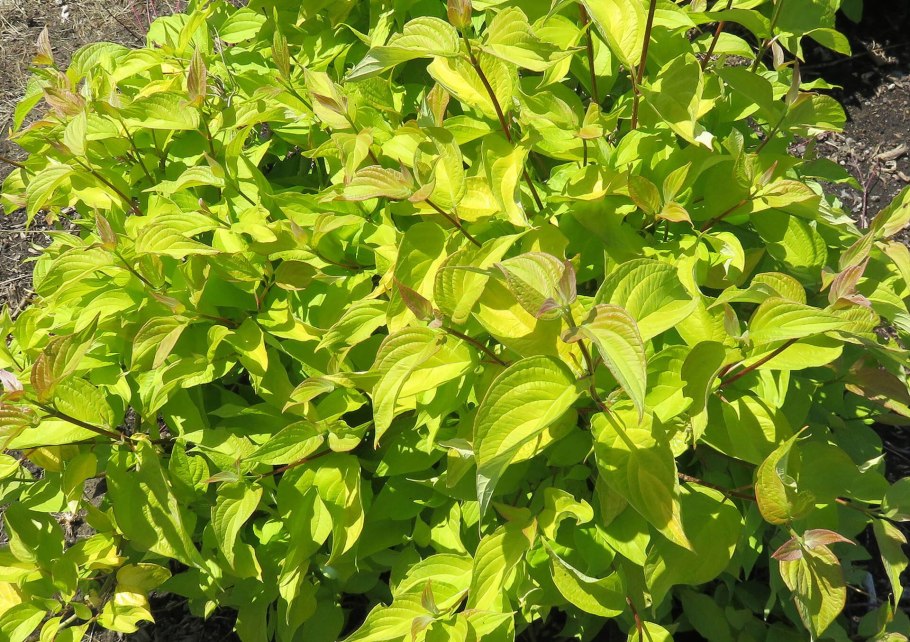 Дерен неон Берст