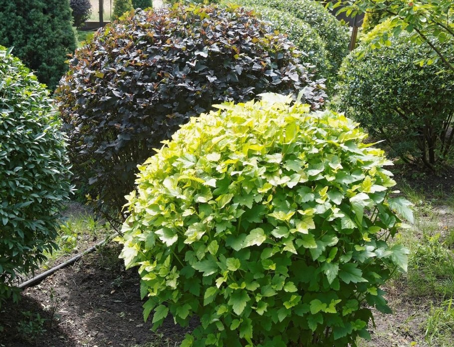 Пузыреплодник калинолистный нанус