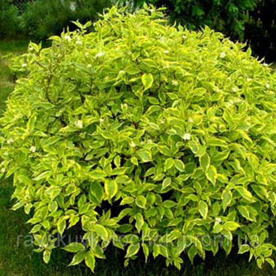 Дерен белый (Cornus Alba &#96;Aurea&#96;)