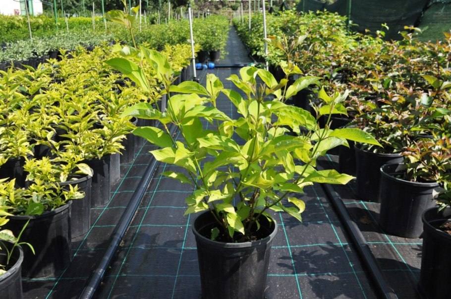 Дерен белый Ауреа с3