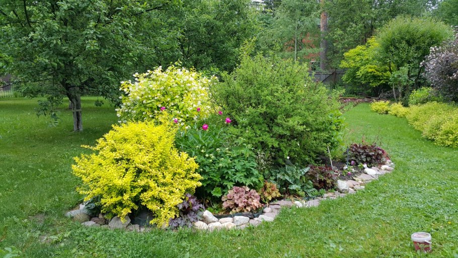 Дерен белый Шпета (Cornus Alba Spaethii)