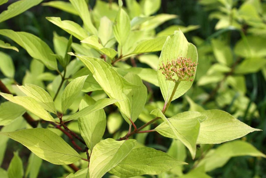 Cornus Alba 'Aurea'