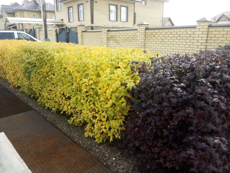 Пузыреплодник Наггет